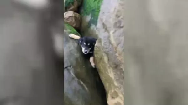 Kayalıklara sıkışan yavru köpeği kurtardı Kayalıklara sıkışan yavru köpeği kurtardı