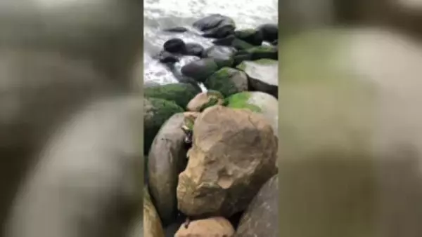 Kayalıklara sıkışan yavru köpeği kurtardı Kayalıklara sıkışan yavru köpeği kurtardı
