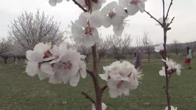 Kayısı bahçeleri bu kez çiçeklerle beyaza büründü Kayısı bahçeleri bu kez çiçeklerle beyaza büründü