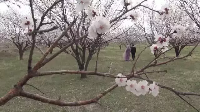 Kayısı bahçeleri bu kez çiçeklerle beyaza büründü Kayısı bahçeleri bu kez çiçeklerle beyaza büründü