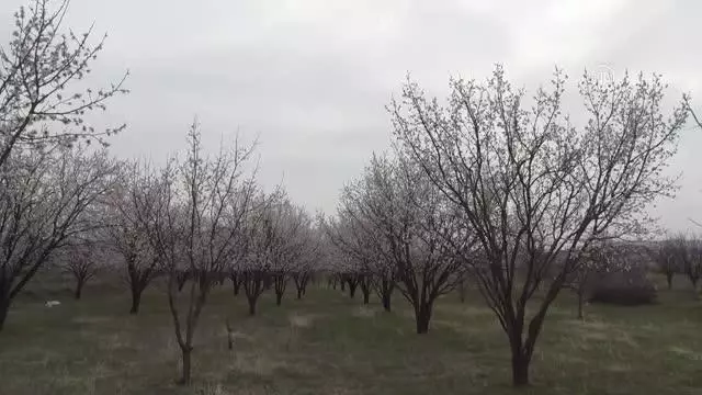 Kayısı bahçeleri bu kez çiçeklerle beyaza büründü Kayısı bahçeleri bu kez çiçeklerle beyaza büründü