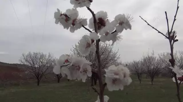 Kayısı bahçeleri bu kez çiçeklerle beyaza büründü Kayısı bahçeleri bu kez çiçeklerle beyaza büründü