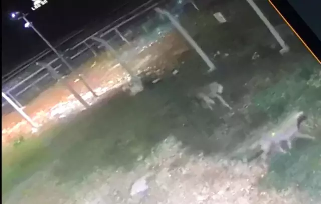 Köpeğin peşine düşen kurtlar güvenlik kamerasında Köpeğin peşine düşen kurtlar güvenlik kamerasında