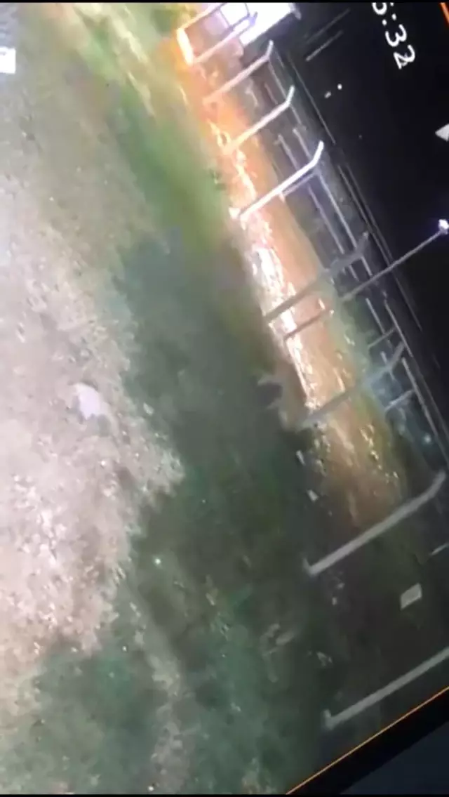 Köpeğin peşine düşen kurtlar güvenlik kamerasında Köpeğin peşine düşen kurtlar güvenlik kamerasında