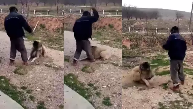 Köpeğini sopayla döven şahıs büyük tepki çekti Köpeğini sopayla döven şahıs büyük tepki çekti