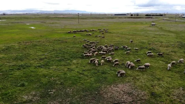 Köyün 3 bin hayvanı var, meraları ellerinden alındı Köyün 3 bin hayvanı var, meraları ellerinden alındı