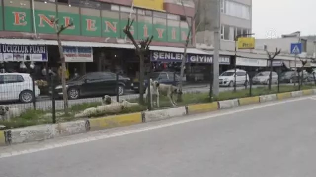 Kozluk'ta başıboş köpekler tehlike saçıyor Kozluk'ta başıboş köpekler tehlike saçıyor