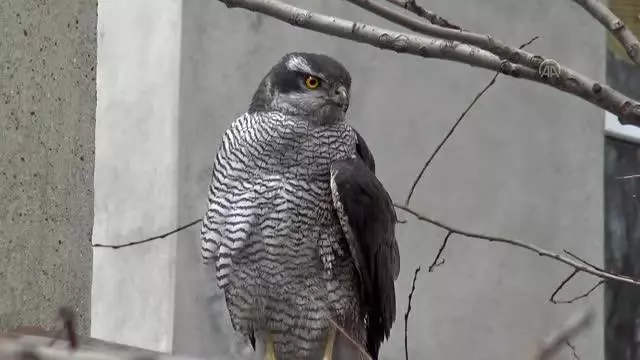 Küçük çocuğun yaralı bulduğu atmaca tedavi altına alındı Küçük çocuğun yaralı bulduğu atmaca tedavi altına alındı