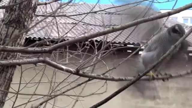 Küçük çocuğun yaralı bulduğu atmaca tedavi altına alındı Küçük çocuğun yaralı bulduğu atmaca tedavi altına alındı