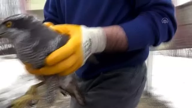 Küçük çocuğun yaralı bulduğu atmaca tedavi altına alındı Küçük çocuğun yaralı bulduğu atmaca tedavi altına alındı