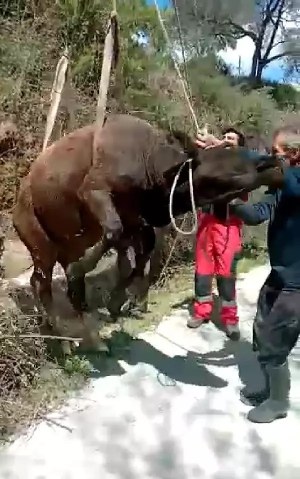 MUĞLA KUYUYA DÜŞEN İNEK KEPÇE YARDIMI İLE KURTARILDI MUĞLA KUYUYA DÜŞEN İNEK KEPÇE YARDIMI İLE KURTARILDI