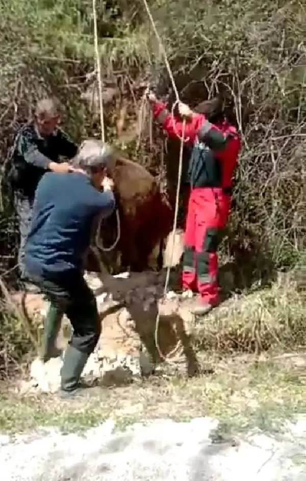MUĞLA KUYUYA DÜŞEN İNEK KEPÇE YARDIMI İLE KURTARILDI MUĞLA KUYUYA DÜŞEN İNEK KEPÇE YARDIMI İLE KURTARILDI