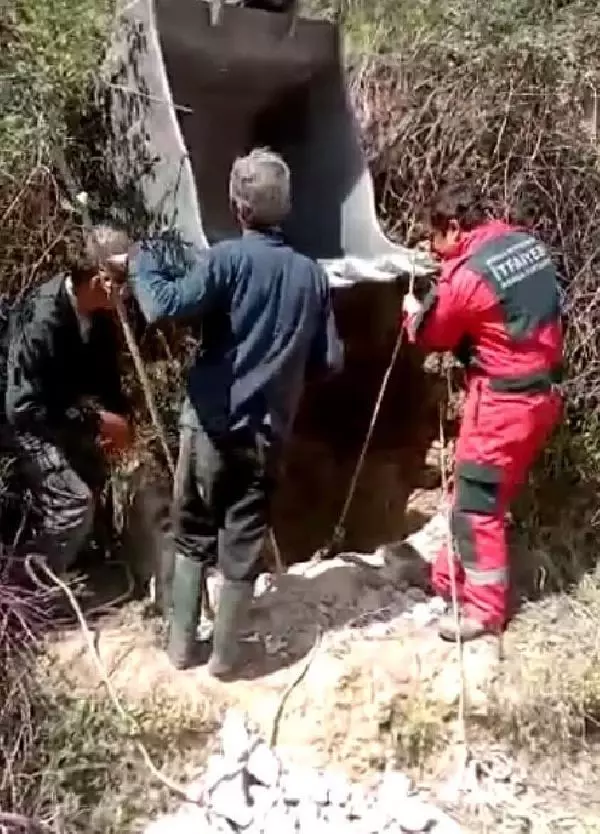 MUĞLA KUYUYA DÜŞEN İNEK KEPÇE YARDIMI İLE KURTARILDI MUĞLA KUYUYA DÜŞEN İNEK KEPÇE YARDIMI İLE KURTARILDI