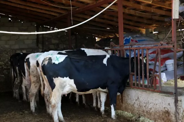 Mağdur besiciye 3 gebe inek verildi Mağdur besiciye 3 gebe inek verildi
