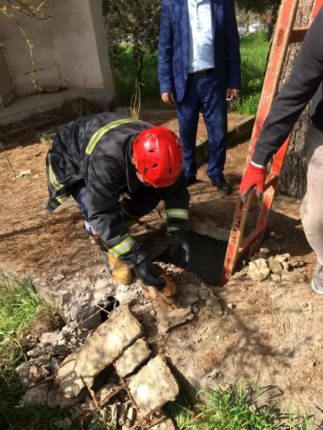 Fırtınada yuvası uçan leyleklere itfaiyeden yardım eli Fırtınada yuvası uçan leyleklere itfaiyeden yardım eli