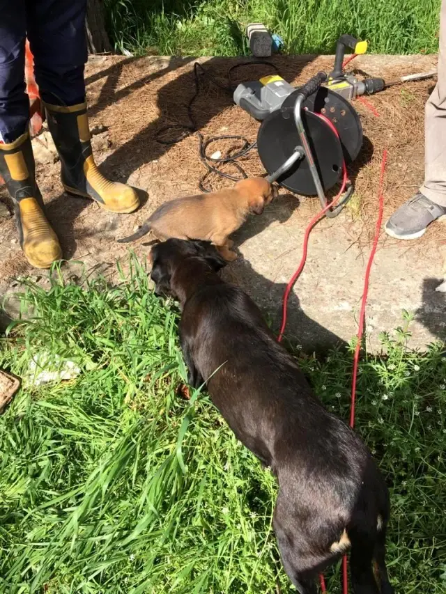 Fırtınada yuvası uçan leyleklere itfaiyeden yardım eli Fırtınada yuvası uçan leyleklere itfaiyeden yardım eli