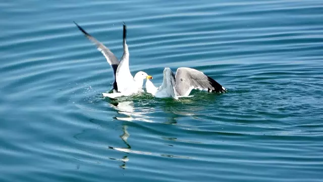 Martıların ekmek kavgası Martıların ekmek kavgası