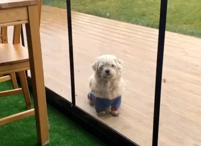 MS hastası genç kız 'o olmadan yaşayamam' dediği köpeğini getirene 2 bin lira ödül verecek MS hastası genç kız 'o olmadan yaşayamam' dediği köpeğini getirene 2 bin lira ödül verecek