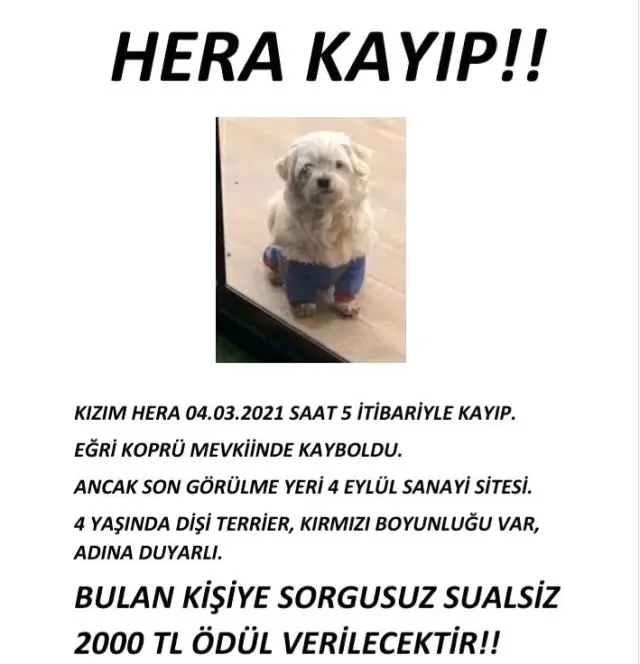 MS hastası genç kız 'o olmadan yaşayamam' dediği köpeğini getirene 2 bin lira ödül verecek MS hastası genç kız 'o olmadan yaşayamam' dediği köpeğini getirene 2 bin lira ödül verecek