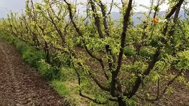 Ödemiş'te erken çiçek açan eriği don vurdu Ödemiş'te erken çiçek açan eriği don vurdu