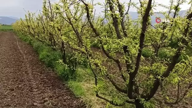 Ödemiş'te erken çiçek açan eriği don vurdu Ödemiş'te erken çiçek açan eriği don vurdu