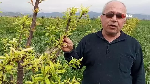 Ödemiş'te erken çiçek açan eriği don vurdu Ödemiş'te erken çiçek açan eriği don vurdu