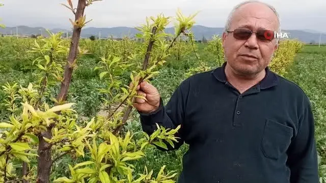 Ödemiş'te erken çiçek açan eriği don vurdu Ödemiş'te erken çiçek açan eriği don vurdu