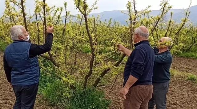 Ödemiş'te erken çiçek açan eriği don vurdu Ödemiş'te erken çiçek açan eriği don vurdu