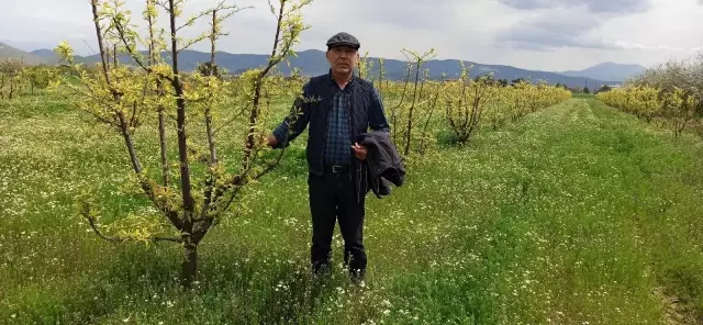 Ödemiş'te erken çiçek açan eriği don vurdu Ödemiş'te erken çiçek açan eriği don vurdu
