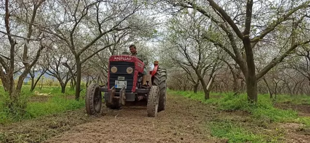 Ödemiş'te erken çiçek açan eriği don vurdu Ödemiş'te erken çiçek açan eriği don vurdu