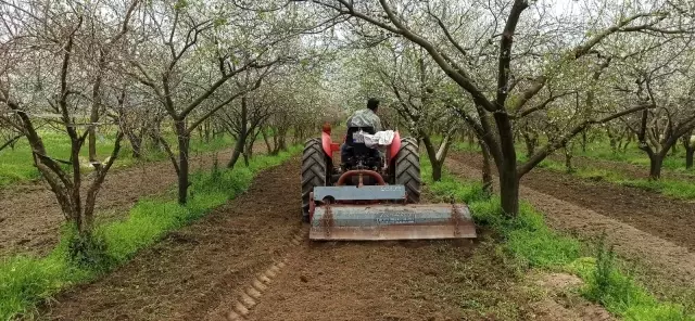 Ödemiş'te erken çiçek açan eriği don vurdu Ödemiş'te erken çiçek açan eriği don vurdu