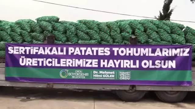 Ordu'da 100 ton tohumluk patates dağıtılacak Ordu'da 100 ton tohumluk patates dağıtılacak