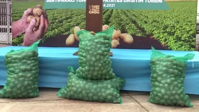 Ordu'da 100 ton tohumluk patates dağıtılacak Ordu'da 100 ton tohumluk patates dağıtılacak