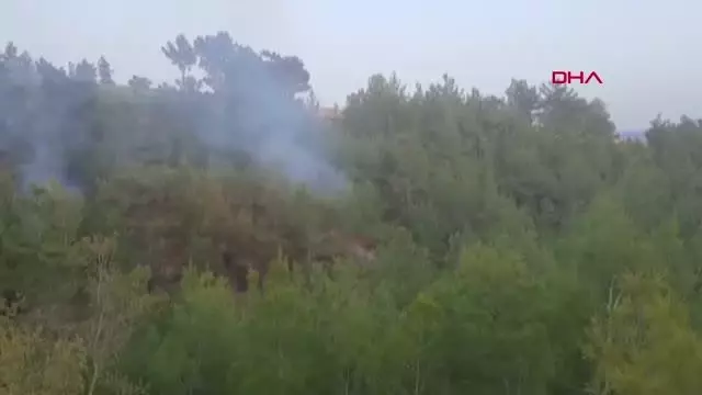 ORMAN KURTULDU, KAPLUMBAĞA YANDI ORMAN KURTULDU, KAPLUMBAĞA YANDI