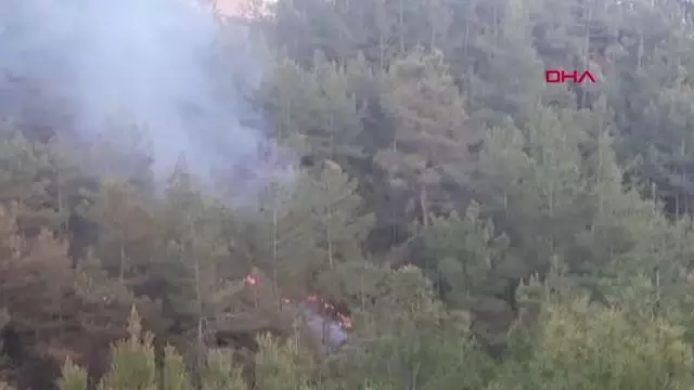ORMAN KURTULDU, KAPLUMBAĞA YANDI ORMAN KURTULDU, KAPLUMBAĞA YANDI