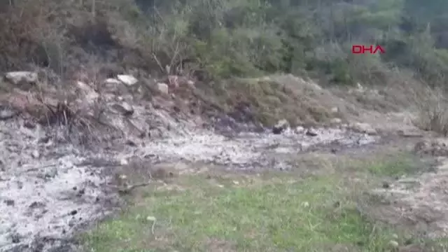 ORMAN KURTULDU, KAPLUMBAĞA YANDI ORMAN KURTULDU, KAPLUMBAĞA YANDI