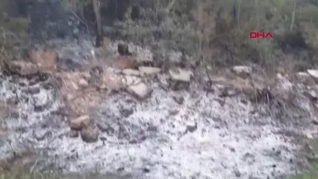 ORMAN KURTULDU, KAPLUMBAĞA YANDI ORMAN KURTULDU, KAPLUMBAĞA YANDI