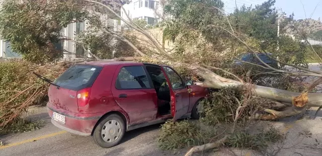Otomobilin üzerine yıkılan ağaç 3 kişi yaralandı Otomobilin üzerine yıkılan ağaç 3 kişi yaralandı