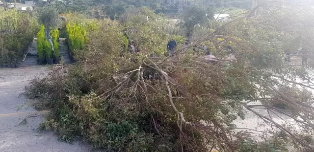 Otomobilin üzerine yıkılan ağaç 3 kişi yaralandı Otomobilin üzerine yıkılan ağaç 3 kişi yaralandı