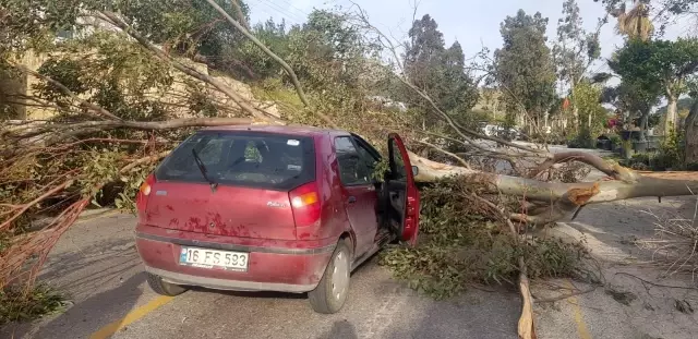 Otomobilin üzerine yıkılan ağaç 3 kişi yaralandı Otomobilin üzerine yıkılan ağaç 3 kişi yaralandı