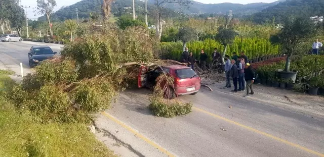 Otomobilin üzerine yıkılan ağaç 3 kişi yaralandı Otomobilin üzerine yıkılan ağaç 3 kişi yaralandı