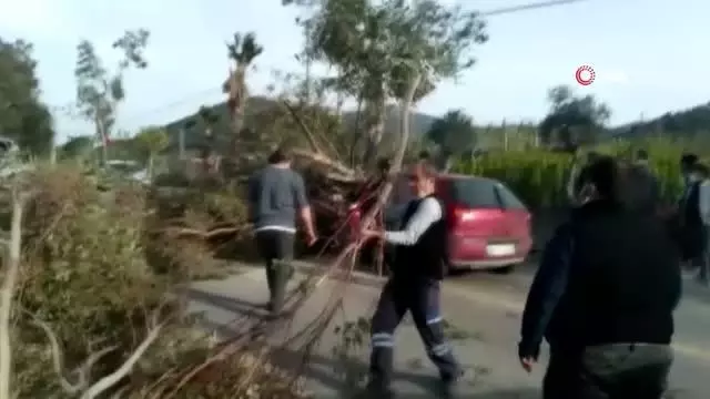 Otomobilin üzerine yıkılan ağaç 3 kişi yaralandı Otomobilin üzerine yıkılan ağaç 3 kişi yaralandı