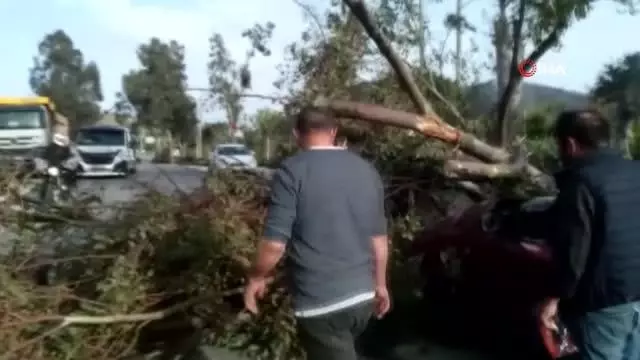 Otomobilin üzerine yıkılan ağaç 3 kişi yaralandı Otomobilin üzerine yıkılan ağaç 3 kişi yaralandı