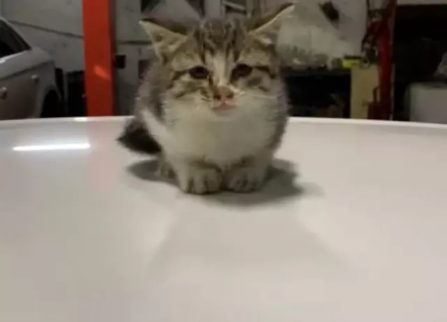 Pendik'te araç motoruna sıkışan kedi, belediye başkanının ihbarıyla kurtarıldı Pendik'te araç motoruna sıkışan kedi, belediye başkanının ihbarıyla kurtarıldı