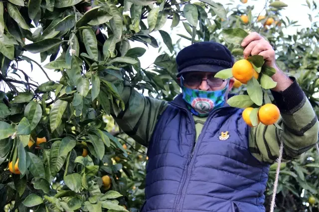 Rize Valisi Kemal Çeber: 'Rize'nin mandalinası çayından daha eski' Rize Valisi Kemal Çeber: 'Rize'nin mandalinası çayından daha eski'