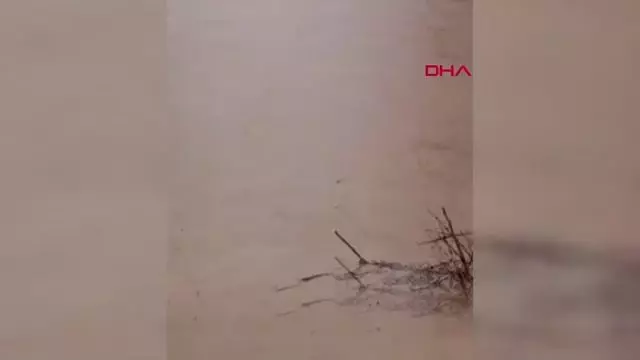 SAĞANAK SONRASI DERENİN SULARINA KAPILAN DANA KAYBOLDU, O ANLAR KAMERAYA YANSIDI SAĞANAK SONRASI DERENİN SULARINA KAPILAN DANA KAYBOLDU, O ANLAR KAMERAYA YANSIDI