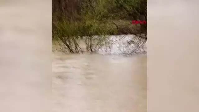 SAĞANAK SONRASI DERENİN SULARINA KAPILAN DANA KAYBOLDU, O ANLAR KAMERAYA YANSIDI SAĞANAK SONRASI DERENİN SULARINA KAPILAN DANA KAYBOLDU, O ANLAR KAMERAYA YANSIDI