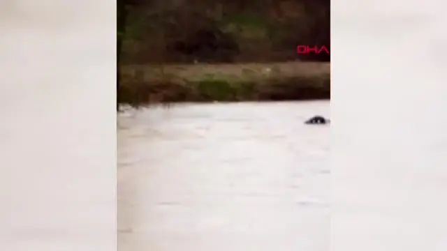SAĞANAK SONRASI DERENİN SULARINA KAPILAN DANA KAYBOLDU, O ANLAR KAMERAYA YANSIDI SAĞANAK SONRASI DERENİN SULARINA KAPILAN DANA KAYBOLDU, O ANLAR KAMERAYA YANSIDI