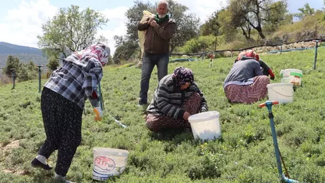 Hem şifa deposu hem mahallenin geçim kaynağı! Kilosunu 20 TL'den satıyorlar