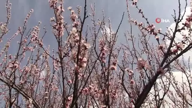 Şırnak dağları sarıya büründü Şırnak dağları sarıya büründü